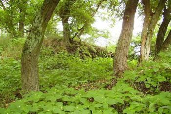 Hradiště nad Javornicí (© Roman Kolibač, 06/2007)