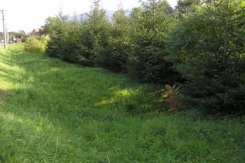 Zatravněná a mladými stromky osazená hromada suti bo objektu bývalého Hamru č. II ( © Jan P. Štěpánek 09/2007)