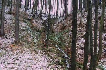 Přítok Mazáku (© Michal Sušovský, 11/2007)