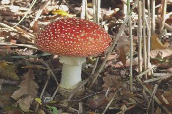 Muchomůrka - krasavice (© Jiří Cukr, 9/2007)