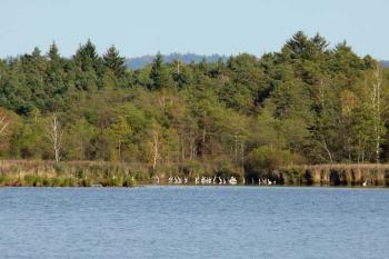 Kolonie volavek bílých (© Jiří Cukr, 9/2007)