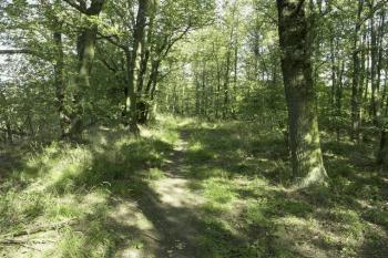 pohled na jádro hradiště z přístupové šíje na jihu (© Milan Caha, 10/2007)