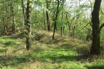 Obvodový val na západní části ostrožny (© Milan Caha, 09/2007)
