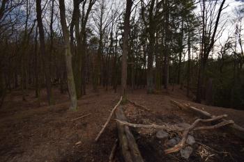  ( © Jiří Čížek 03/2019)