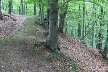 Hrana hradního jádra a svahu na východě ( © Petr Turyna 09/2006)