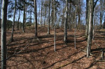 Plocha za prvním příkopem (© Petr Nožička 03/2011)