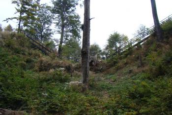  (© Jan Švejkar, 10/2009)