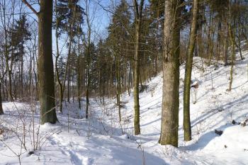 Příkop na jihozápadní straně. (© MICHAL VAŠATA, 01/2010)