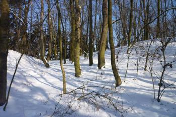 Parkán na západní straně ,těsně před vstupem do hradu,vpravo jádro hradu. (© MICHAL VAŠATA, 01/2010)