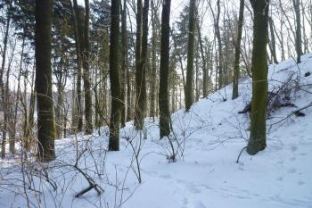 Parkán na nejstrmější severní straně. (© MICHAL VAŠATA, 01/2010)