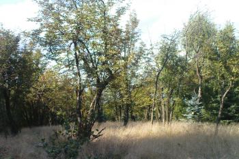 Cesta na špičák z Německé strany (© Miroslav Wetter, 09/2009)