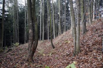  ( © Iva Spurná 15.11.2008)
