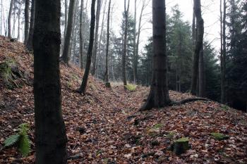  ( © Iva Spurná 15.11.2008)