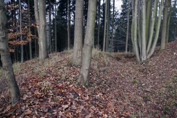  ( © Iva Spurná 15.11.2008)
