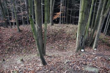  ( © Iva Spurná 15.11.2008)