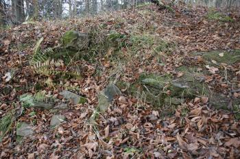  ( © Iva Spurná 15.11.2008)