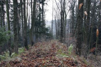  ( © Iva Spurná 15.11.2008)