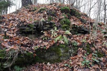  ( © Iva Spurná 15.11.2008)