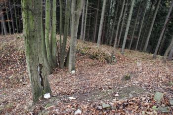  ( © Iva Spurná 15.11.2008)
