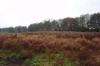 tvrziště od východu (© Rostislav Vondra, 12/2007)