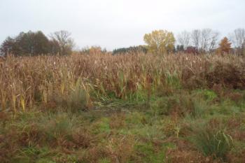 vysoká podmáčenost půdy indikuje zbytky vodního příkopu (© Rostislav Vondra, 12/2007)