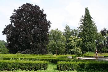 Červený buk u francouzské zahrady ( © Ivan Grisa 06/2009)