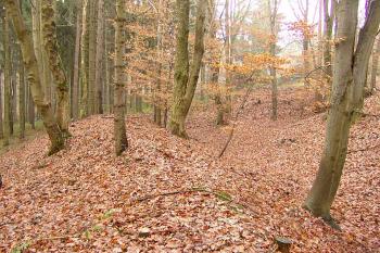  ( © Roman Řezáč 11/2006)