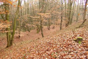  ( © Roman Řezáč 11/2006)