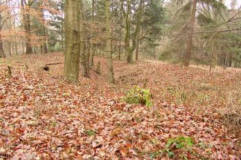  ( © Roman Řezáč 11/2006)