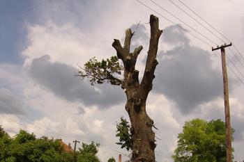  ( © Roman Řezáč 07/2006)