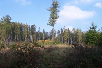Čertův hrádek - Okluky - Pohled na severní část z hradu. Po plošině za příkopem jakoby vyrůstá nahozený val. (© Ivo Rozehnal, 10/2008)