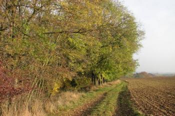 pohled na místo hřbitova z přístupové cesty ( © Milan Caha 10/2007)