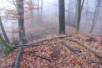  ( © Roman Řezáč 01/2008)