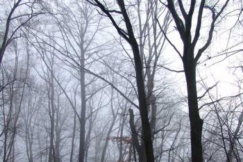  ( © Roman Řezáč 01/2008)