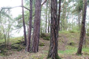 hrádek u manětína (© zdeněk komínek, 05/2010)