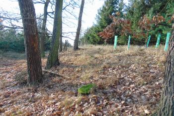 Jz.zaoblení tvrziště (© Dušan Dohňanský 01/2021)