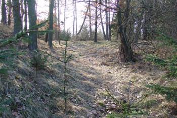  ( © Roman Řezáč 02/2008)
