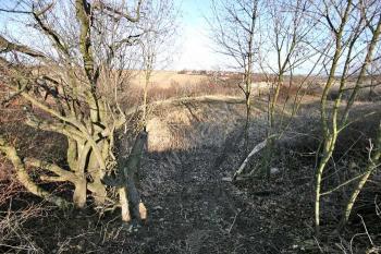 Tvrziště od západu ( © Luděk Pitter 01/2008)