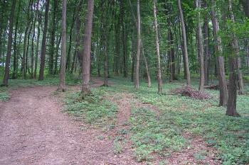 přístupová cesta k hrádku se ke konci klikatí do strmého kopce ( © Ondřej Štěpánek 06/2006)