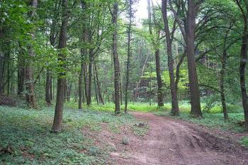 cesta v údolíčku pod hrádkem, vpravo za stromy se zvedá jiný kopec, vlevo kopec s hrádkem ( © Ondřej Štěpánek 06/2006)