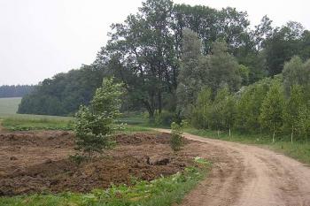 přístupová cesta k hradnímu kopci ( © Ondřej Štěpánek 06/2006)