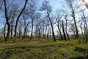 centrální plocha jádra hradu od severu (© Jan P. Štěpánek 04/2020)
