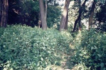 Landek (1999 ©Radim Bystroň)