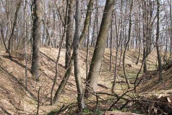 Pohled na mohutný val a příkop (vpravo snímku se nachází část plochy hradu) ( © Miroslav BITTER 04/2007)