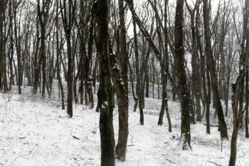 pohled na hrad od severozápadu ( © Jan P. Štěpánek 01/2009)
