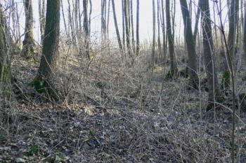 Západní okraj tvrziště s příkopem (© Otto Slabý, 02/2008)