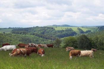 krásný výhled z Křížového vrchu (© Martin Hájek, 31.7.2006)