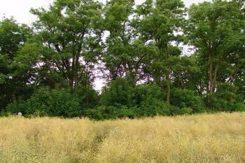 Pohled z předpolí od severozápadu na zcela zarostlé tvrziště ( © Roman Řezáč 07/2006)