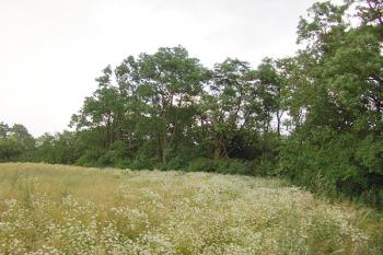 Pohled od západu na zarostlé tvrziště ( © Roman Řezáč 07/2006)