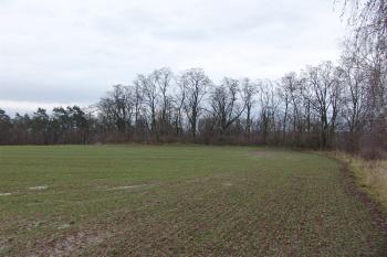 Pohled od západu na skupinu stromů, v nichž se ukrývá tvrziště ( © Roman Řezáč 01/2008)
